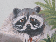 Racoon